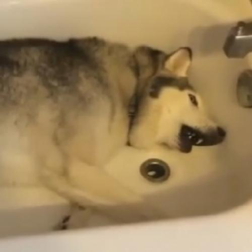O Husky que queria tomar um banho