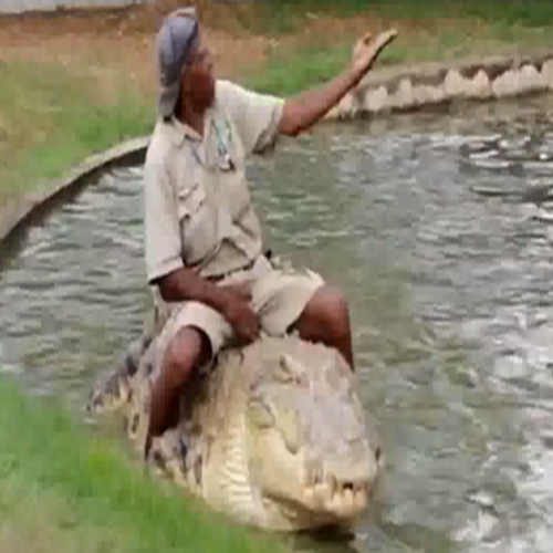 Homem faz carinho e brinca com crocodilo gigante