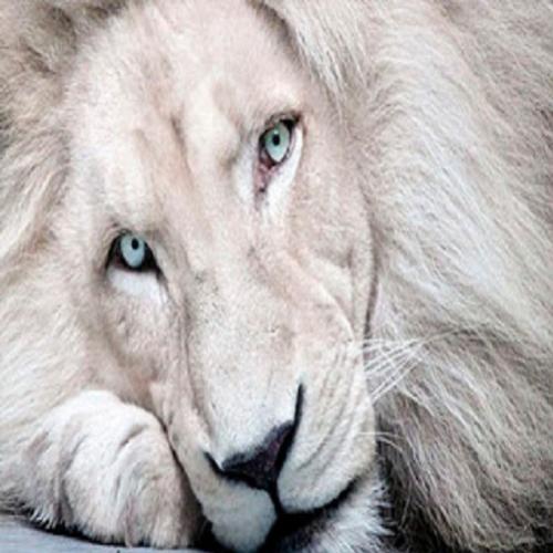 Por que existem leões brancos?