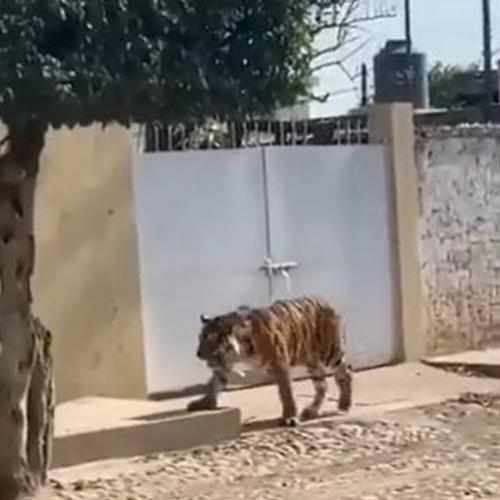 Tigre de bengala é flagrado andando nas ruas de uma cidade do México