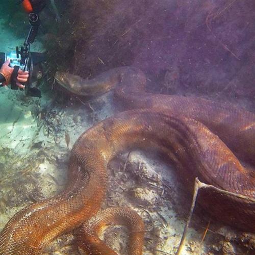 Anaconda de 8 metros foi encontrada no Mato Grosso Do Sul