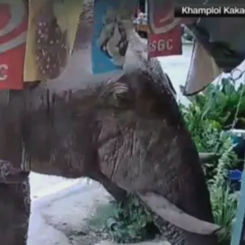 Elefante invade loja e 