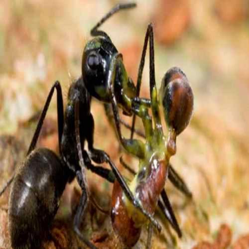Até a Morte! Formigas Guerreiras