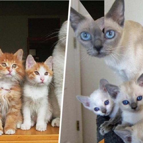  10 imagens que mostram porque devemos adotar um gatinho