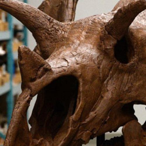 Novo dinossauro 'Super - Triceratopes' com quatro chifres é descoberto