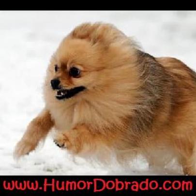 Vídeos divertidos - Cães e gatos engraçados brincando na neve!