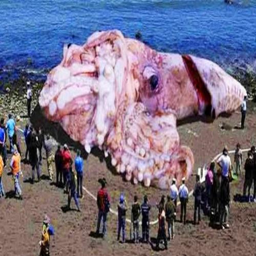 10 Criaturas bizarras encontradas no fundo do mar