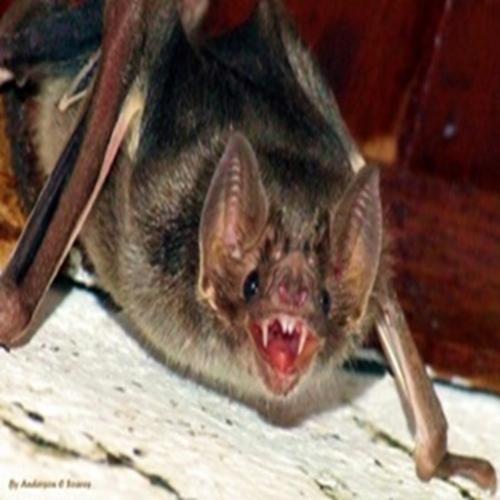 Confira algumas curiosidades sobre os morcegos 