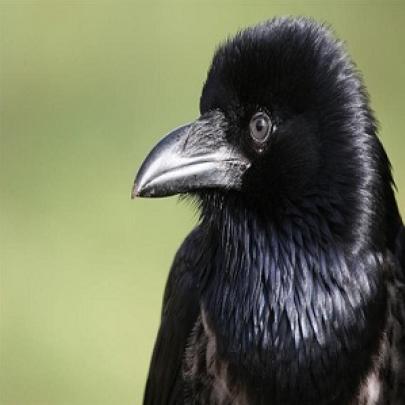 10 fatos sobre os corvos que vão deixar você fascinado