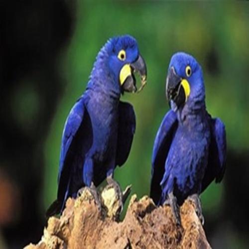 Araras-azuis são aves que se destacam pela beleza