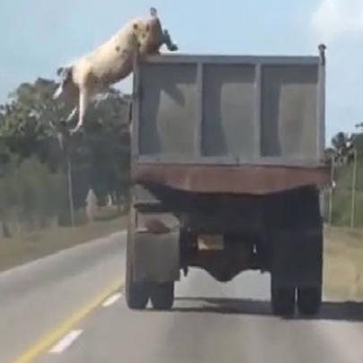 'Porco fugitivo' salta de caminhão em movimento para escapar do abate