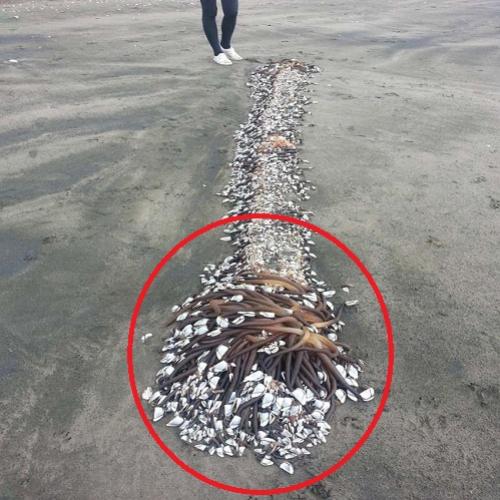 Criatura encontrada em praia vai te fazer ter pesadelos