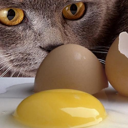 Gato pode comer ovo?