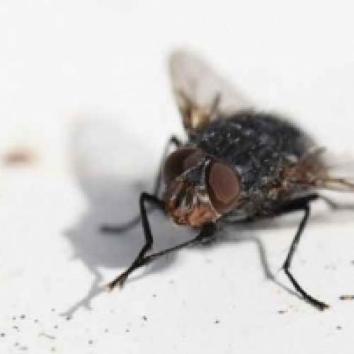 Tal como as baratas, as moscas são grandes transmissoras de doenças.