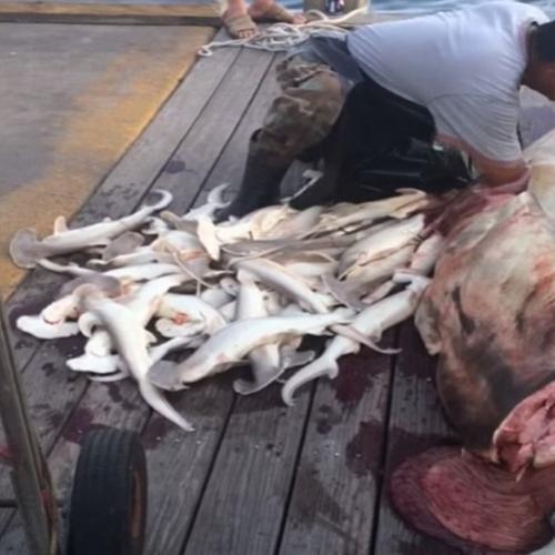  Pescador encontra 34 filhotes de tubarão-martelo com marcas de bala 