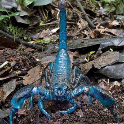 O magnifico e raríssimo escorpião azul 