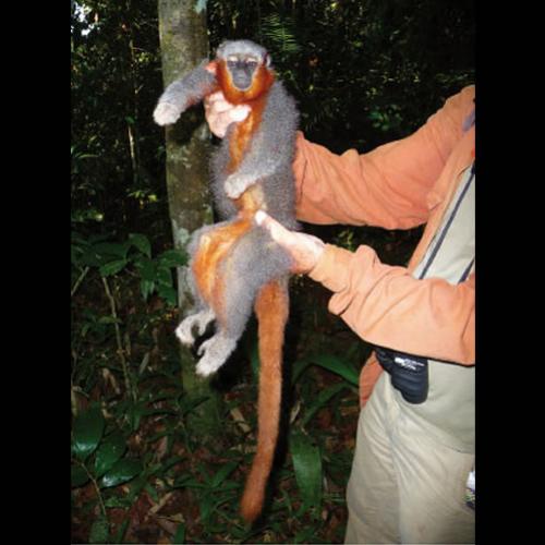 Nova espécie de primata é descoberta na Amazônia Brasileira