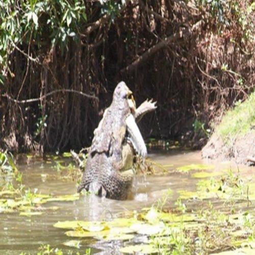 Crocodilo canibal é visto em ação por 'banquete' em parque