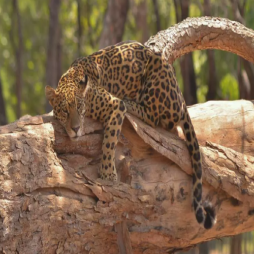 Onças pintadas e lagartos morrem no Zoológico de Belo Horizonte