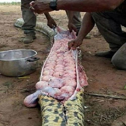  Agricultores matam cobra “gorda” com cerca de 200 ovos 