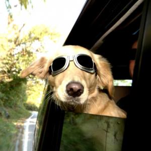 Bom pra cachorro: pets ganham óculos escuros para curtir o Verão