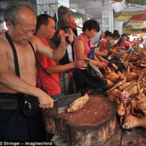 Chineses criam polêmica comendo 10 mil cachorros em festival de verão