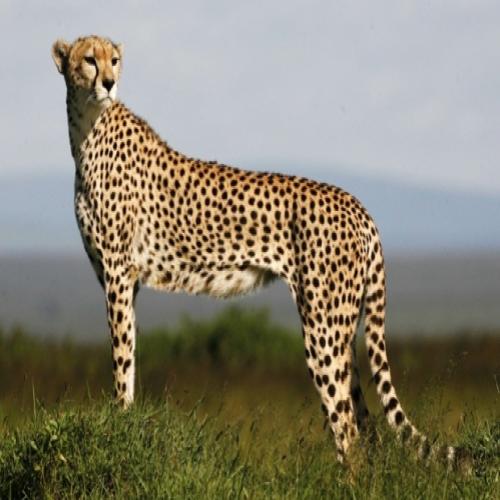 Cientistas desvendam 'motor' do guepardo