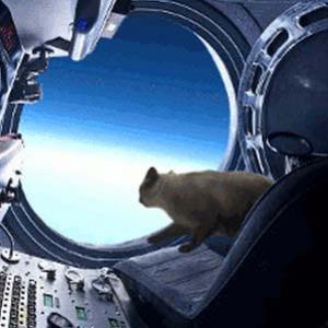O gato que saltou do espaço