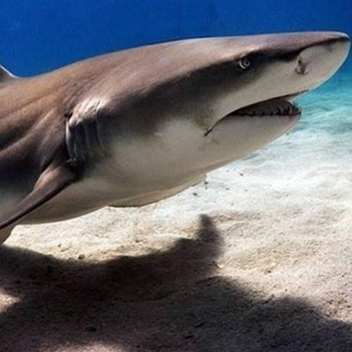 A internet está ameaçada por ataques de tubarões