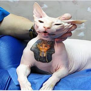 Nova York quer proibir tatuagem em animais de estimação 