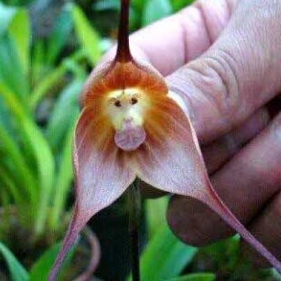 Impressionante : Orquídeas que se parecem com animais