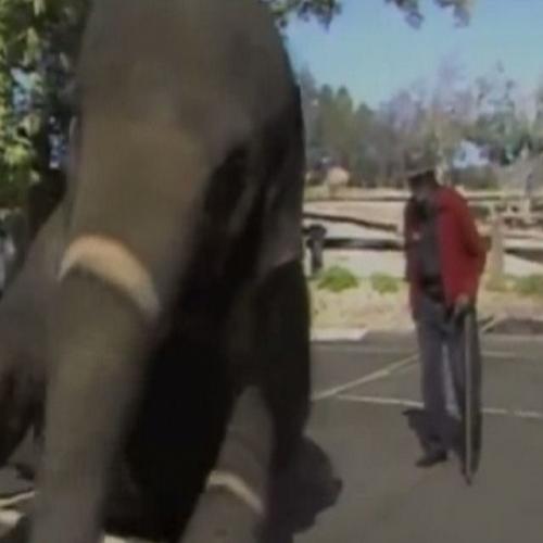 Depois de 15 anos separados, homem do circo se reúne com sua elefanta