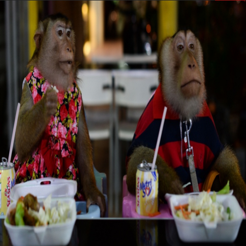 Macacos vivem como reis em cidade da Tailândia