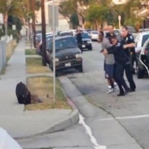 Policiais assassinam a cão que defendia seu dono nos EUA.