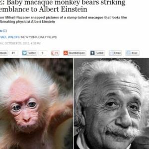 Macaco parecido com Albert Einstein faz sucesso na web