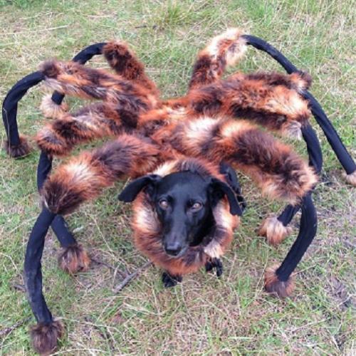 Pegadinha do cachorro vestido de aranha