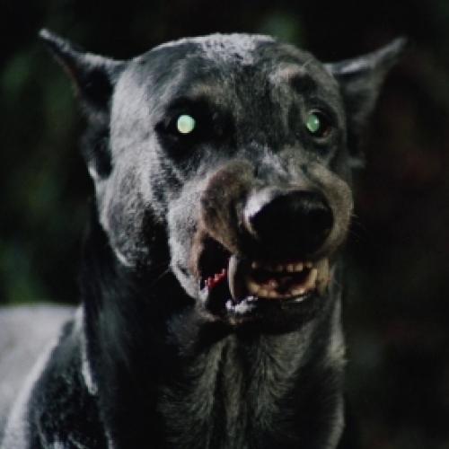 Zoltan: conheça o cão vampiro de Drácula