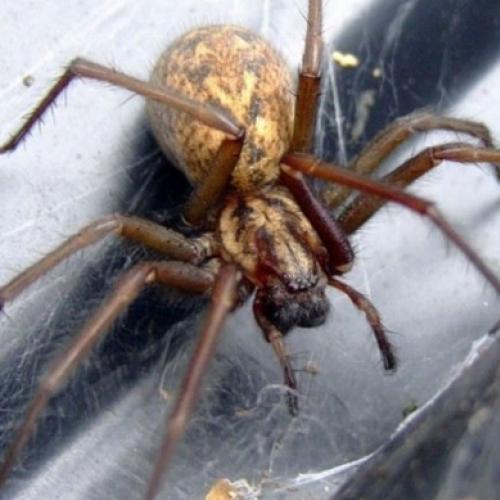 Especialistas alertam: aranhas gigantes devem invadir países europeus