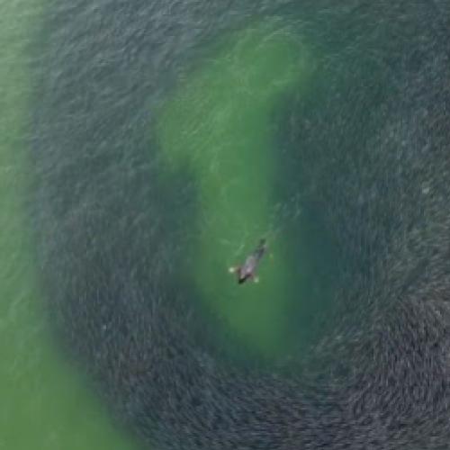 Drone captura cena incrível no mar, confira