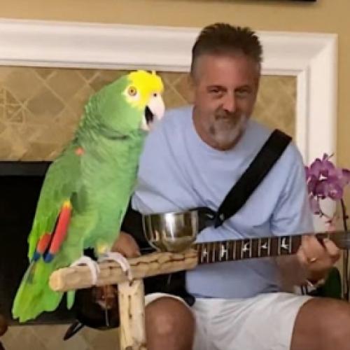 Papagaio acompanha homem no violão de maneira perfeita