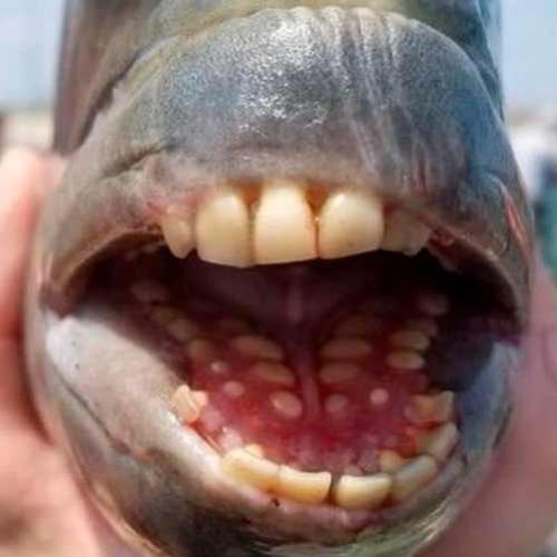 Peixe com dentes humanos