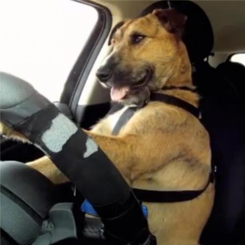 Cachorros aprendem a dirigir para campanha de adoção