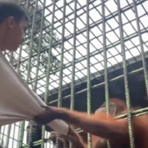 Homem é atacado por orangotango em zoo na Indonésia - Vídeo