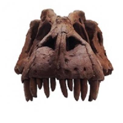 Descoberto um  tio-avõ do Tiranossauro -rex