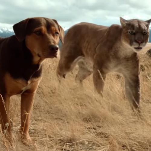 A bizarra história de amizade entre um cachorro e um Puma