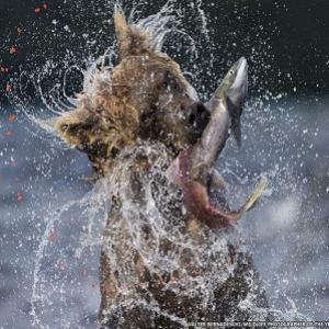 Visões premiadas da vida selvagem! fotos que ganharam prêmios