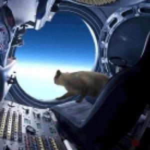 Câmeras flagraram felino saltando da estratosfera