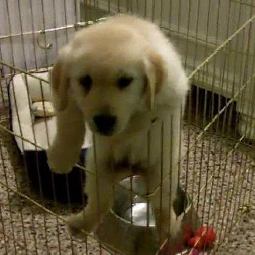 Veja alguns cães que são mestres na arte de escapar