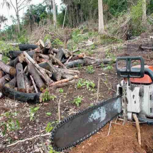 Desmatamento zero já é insuficiente na Amazônia