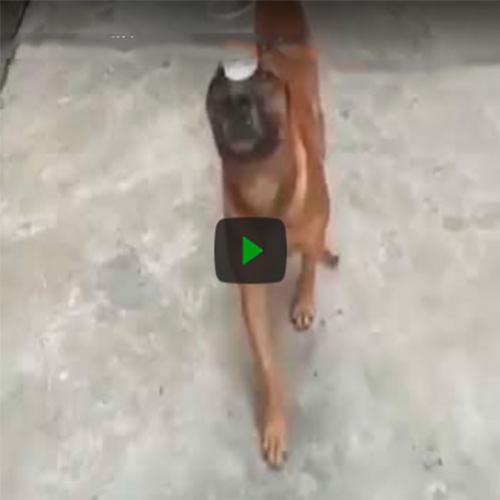 Cachorro treinado em buscar pinga no bar
